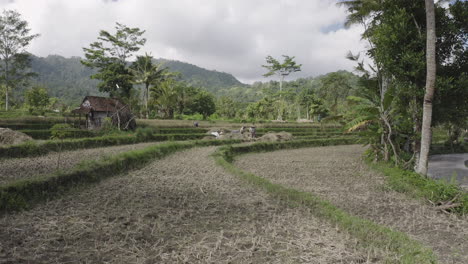 Women-harvesting-rice-in-Bali-Indonesia,-wide-shot