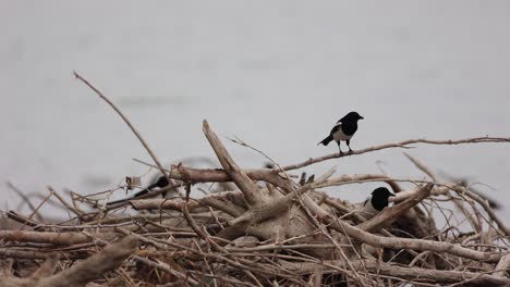 Offshore-Driftwood-With-Perching-Eurasian-Magpie-Birds