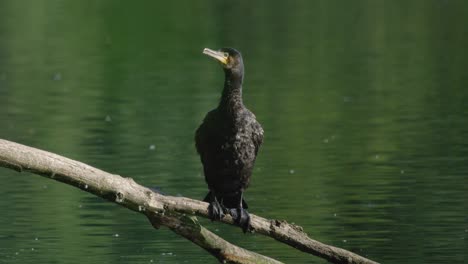 Single-cormorant-perched-on-branch-shakes-body-and-flaps-wings-to-dry-off