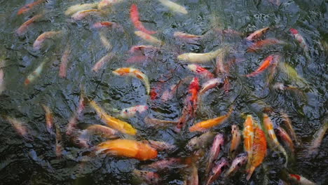 Koi-fish-in-the-pond