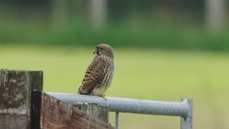 Common-Kestrel-Bird-Sitting-On-Steel-Fence-With-Blurred-Green-Background