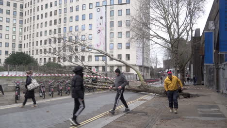 People-walk-past-a-tree-that-has-collapsed-in-very-strong-winds-during-Storm-Eunice