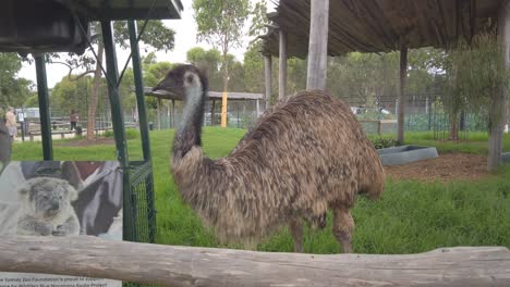 Ostrich-bird-at-Sydney-Zoo,-close-up