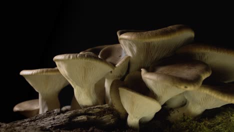 Left-to-right-pan-close-up-of-a-big-group-of-homegrown-Cardoncelli-mushroom-on-black-background