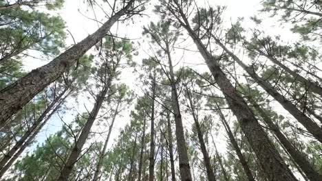 Moving-footage-of-a-pine-tree-forests-canopy-from-below