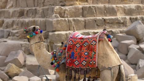 A-camel-in-front-of-pyramids-of-Egypt
