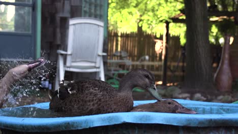 video-of-birds-bathing-while-making-love,-three-black-ducks-washing-themselves-in-a-bucket-of-water-and-cleaning-feathers,-slow-motion-ducks-playing-in-the-backyard