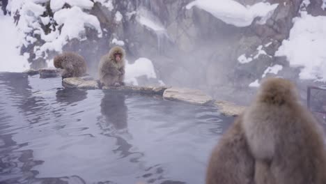 Geothermal-Hot-Springs-in-Nagano,-Snow-Monkeys-Gather-at-Pools