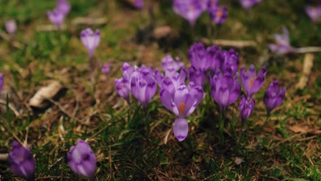 Macro-shot-of-violet-mountain-crocuses-flowers