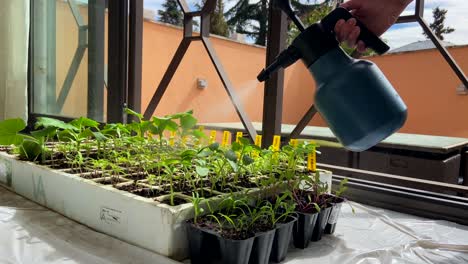 Hobbyist-Bewässert-Keimende-Gartensaatbeetpflanzen-Mit-Sprühgerät