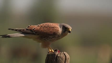 Ein-Turmfalkenvogel,-Falco-Tinnunculus,-Der-Eine-Frisch-Gejagte-Maus-Verschlingt