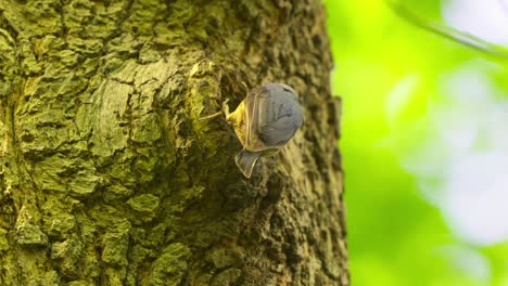 Eurasian-Nuthatch-Feeding-Its-Chick-Inside-Tree-Hollow-In-The-Forest