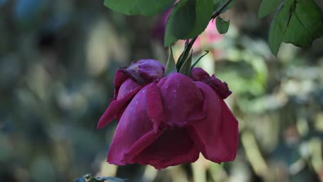 Hanging-Upside-Down-View-Of-Purple-Rose-Flower