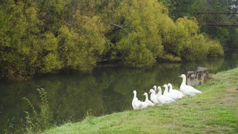 A-gaggle-of-white-geese-sitting-by-a-river-bank-in-Deloraine-Tasmania