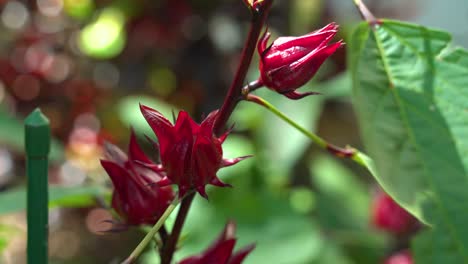 Nice-Static-Shot-of-Wind-Blowing-on-Red-Roselle-Sorrel-Hibiscus-Plant