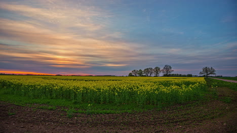 Timelapse-shot-of-of-sun-setting-in-the-evening-time-with-colorful-sky-over-bright-yellow-rapeseed-field