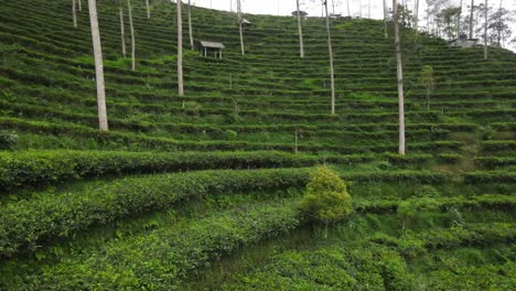 Aerial-view,-terraced-tea-gardens-in-the-Tritis-area,-Kulon-Progo-which-has-become-a-tourist-destination