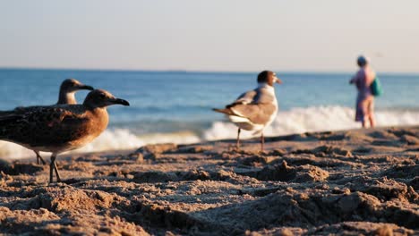 Seagull-protecting-territory-on-beach