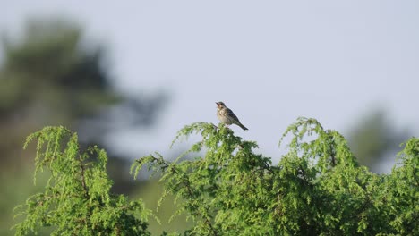 Un-Pájaro-Gorrión-Se-Sienta-En-La-Rama-Superior-De-Un-árbol-Durante-El-Día---Tiro-De-ángulo-Bajo
