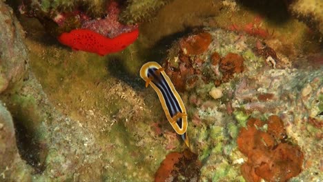 pyjama-nudibranch-on-coral-reef-in-the-Red-sea