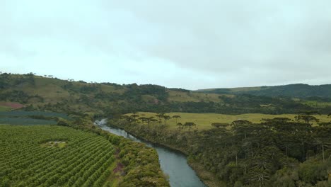 Flujo-De-Un-Río-En-El-Campo,-Con-Pinos-Alrededor,-Plantaciones-Y-Colinas