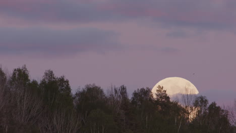 Crepúsculo,-Luna-Llena---Una-Enorme-Luna-Llena-Se-Eleva-Detrás-De-Un-Bosque-En-Suecia