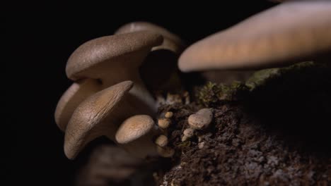 Von-Rechts-Nach-Links-Kamerafahrt,-Nahaufnahme-Einer-Großen-Gruppe-Selbstgezüchteter-Pilze