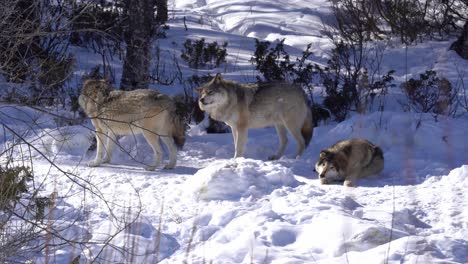 Family-of-three-eurasian-grey-wolves-together-in-Norway-wilderness---One-wolf-relaxing-in-snow-while-two-others-sniffing-each-other-and-wagging-with-tail---Sunny-winter-day-static-telezoom