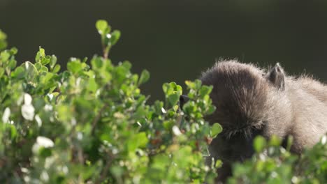 Paviane-Suchen-In-Der-Einheimischen-Fynbos-Vegetation-Nach-Beeren