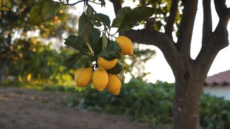 Close-up-on-a-lemon-tree-branch-with-some-yellow-mature-lemons-shaking-up-on-the-wind