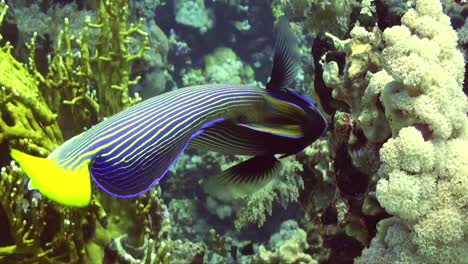 Königliche-Angelfische-Ernähren-Sich-Aus-Nächster-Nähe-Von-Tropischen-Korallenriffen
