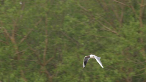 Flying-Black-headed-Gull-With-Green-Trees-In-The-Background---slow-motion