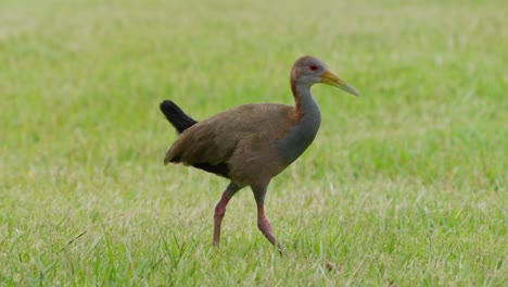 Sneaky-giant-wood-rail,-aramides-ypecaha-walking-slowly-across-the-grass-field,-searching-for-invertebrates-at-ibera-wetlands,-pantanal-conservation-area