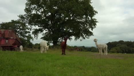 Wide-shot-of-white-and-brown-Alpacas-grazing-on-farm
