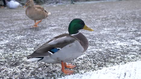 Close-up-of-a-Mallard-duck-standing-on-frosty-ground-on-a-cold-winter-day-male-and-female