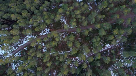 Aerial-view-of-forest-in-Sweden-at-sunrise