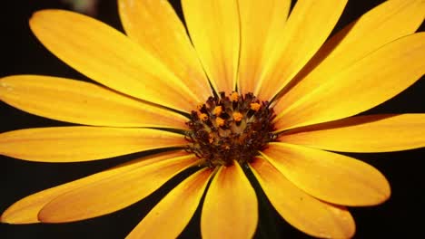 Closeup-of-yellow-garden-flower.-Summer.-British-Isles