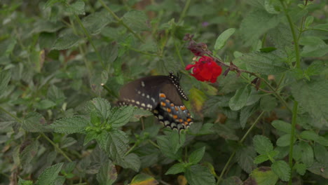 Schöner-Schwarzer-Schmetterling,-Der-Eine-Blume-Bestäubt