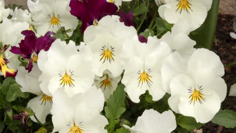 Weiße-Stiefmütterchenblüten-Im-Gartenrand