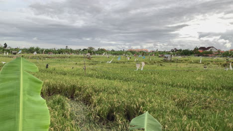 Reisfelder-In-Ubud-Mit-Plastiktüten,-Die-An-Seilen-Befestigt-Sind,-Um-Vögel-Abzuschrecken
