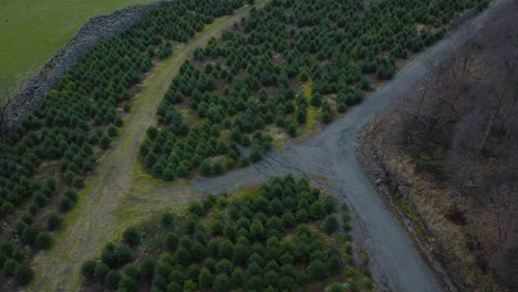 Aerial-View-Of-Christmas-Tree-Plantation-In-The-Countryside---drone-shot