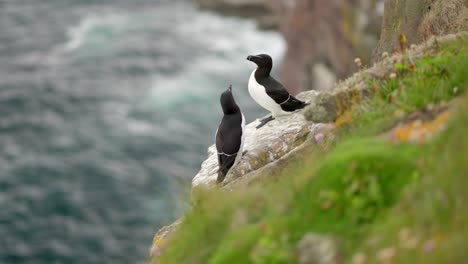 A-pair-of-alert-seabirds-sit-on-the-edge-of-a-cliff-with-each-other-in-a-seabird-colony-with-turquoise-water-in-the-background-on-Handa-Island,-Scotland