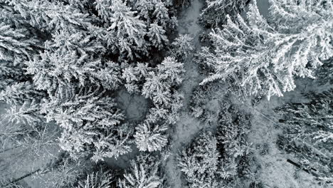 Looking-straight-down-at-a-frozen-forest-in-winter-a-tall-frosted-trees---aerial-bird's-eye-view