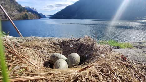 Three-seagull-eggs-laying-in-nest-with-Norway-fjord-background-and-sunrays-from-top-right-corner---Static-handheld-closeup