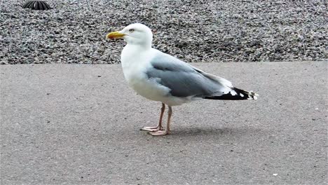 Funny-European-herring-gull-standing-near-sea-shore-in-a-windy-day