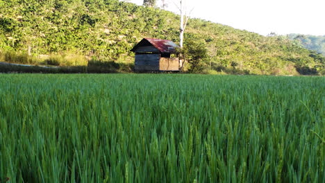 Low-shot-of-rice-paddy-field,-fresh-green-leaves-growing-on-farm-field-in-rural-Southeast-Asia