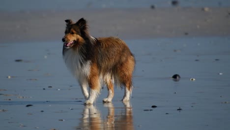 Miniature-collie-dog-on-the-beach