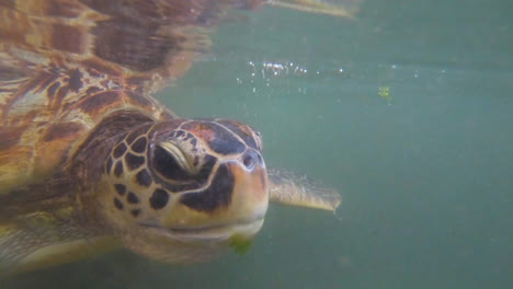 Green-sea-turtle-eating-floating-sea-lettuce-underwater,-close-up