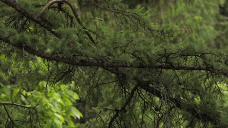 Kolkrabenvogel-Auf-Baum