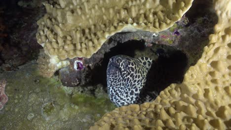 leopard-moray-eel-hiding-below-soft-coral